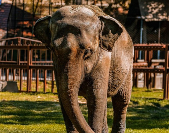 Uginula slonica Tvigi, miljenica Beogradskog zoo-vrta