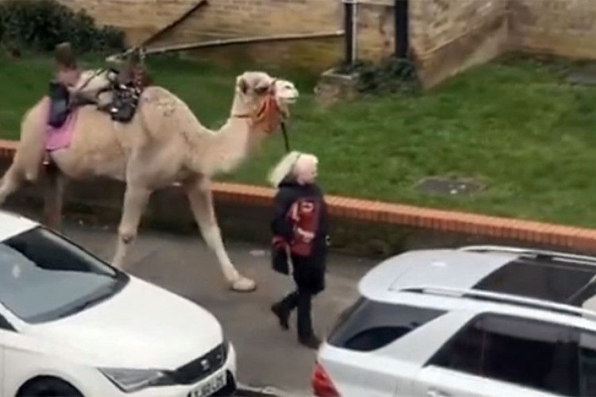 Žena u Londonu izvela kamilu u šetnju (VIDEO)
