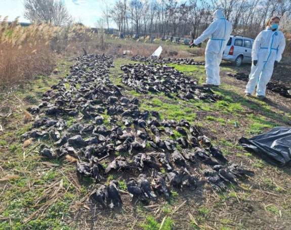 Пронађено више од 800 мртвих птица у селу код Кикинде