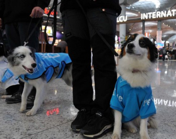 Psi umjesto bensedina na aerodromu u Istanbulu