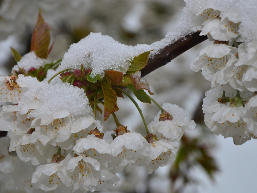Snijeg prekrio voćnjake i bašte u zapadnokrajiškim opštinama