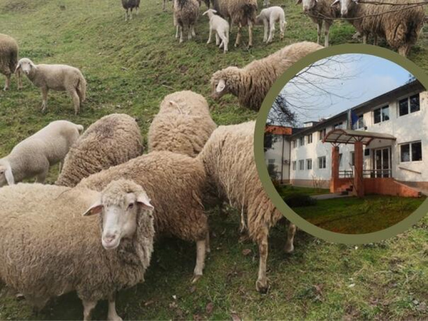 Пријава полицији: Мушкарац не жели вратити овце власници
