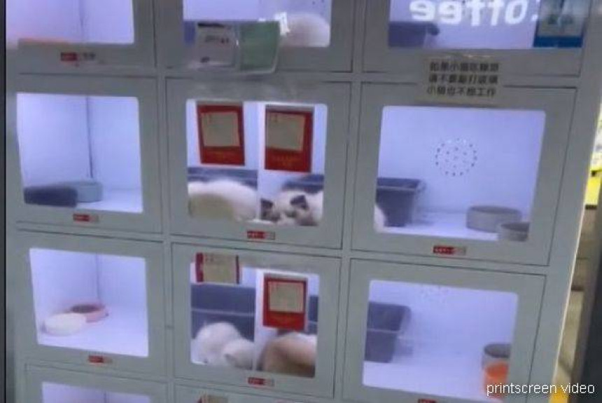 У Кини постоје аутомати за продају кућних љубмаца!