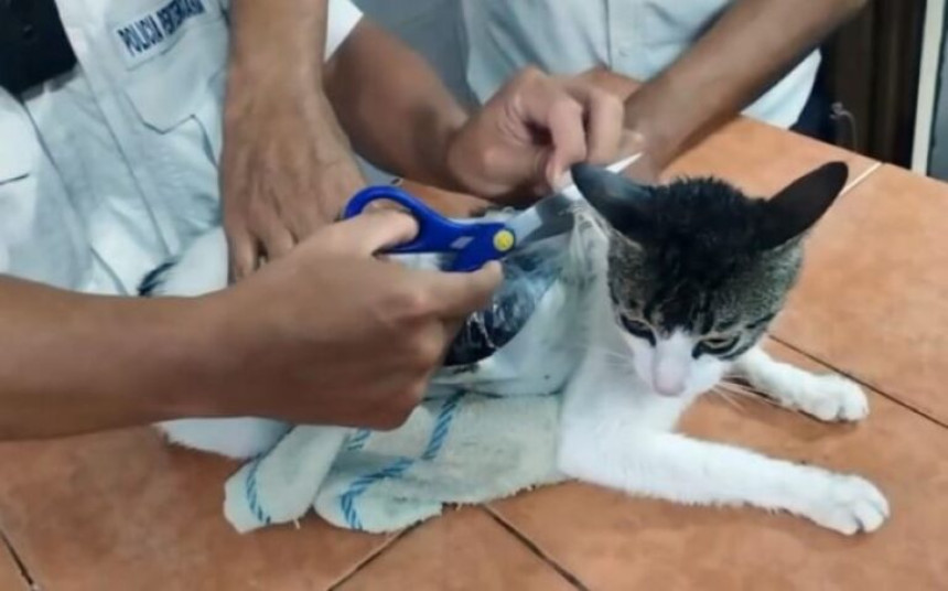 Čuvari zatvora uhvatili mačku koja je unosila drogu (VIDEO)