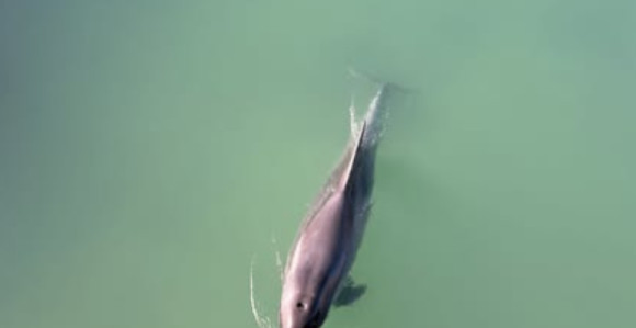 Залутао у слатку воду: Делфин снимљен у ријеци у Хрватској