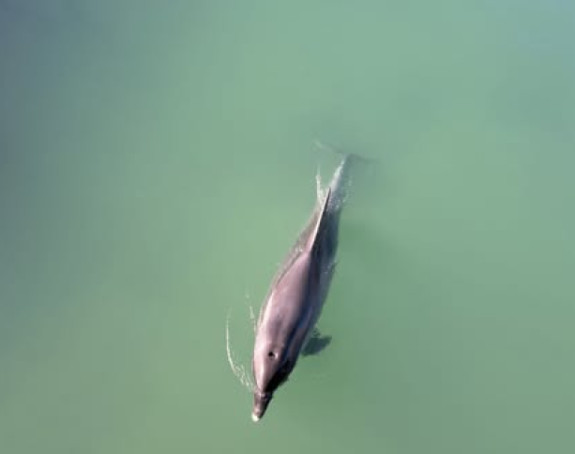 Залутао у слатку воду: Делфин снимљен у ријеци у Хрватској