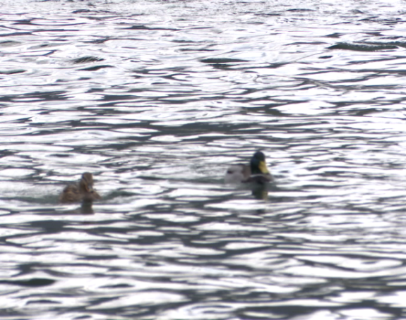 Padavine u Srpskoj nisu prestajale 28 dana u nizu