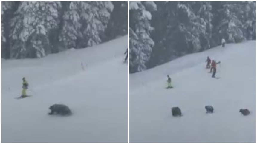 Medvjedi napali skijaše na stazi u Americi (VIDEO)
