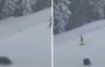 Medvjedi napali skijaše na stazi u Americi (VIDEO)