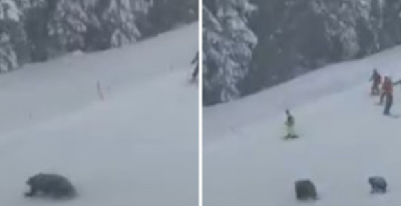 Medvjedi napali skijaše na stazi u Americi (VIDEO)