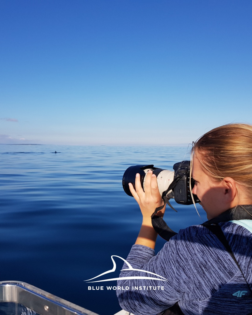 Opasnost? Džinovski morski pas viđen u Jadranu