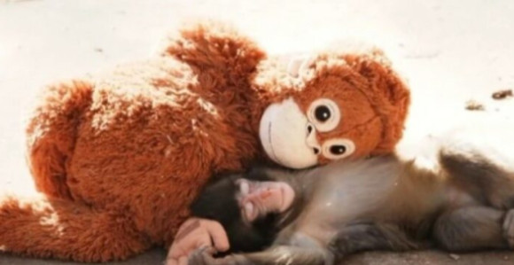 Konačno je dobio svoj prvi zagrljaj - majmunče Punč