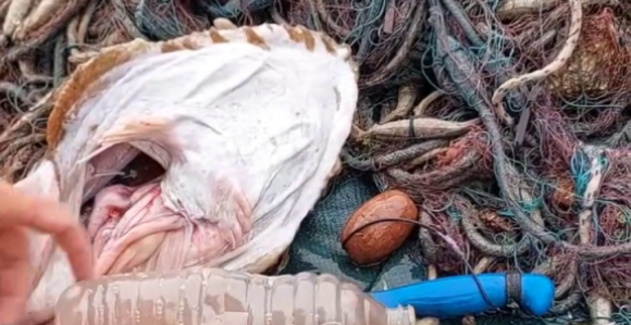 Pogledajte šta je ribar izvukao iz utrobe ribe (VIDEO)