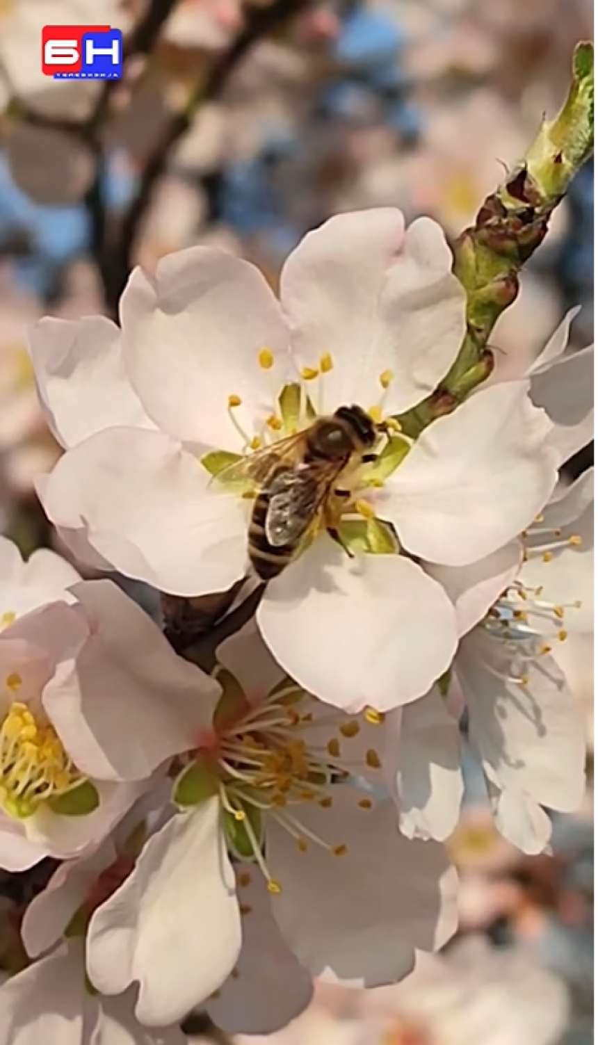 Proljeće kuca na vrata: U Bijeljini procvjetao badem