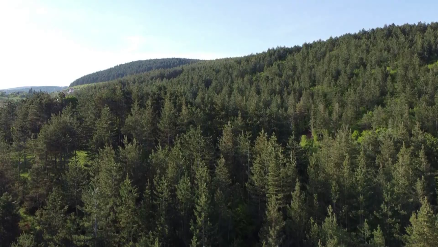 Влада Српске приморана да ради нови Закон о шумама