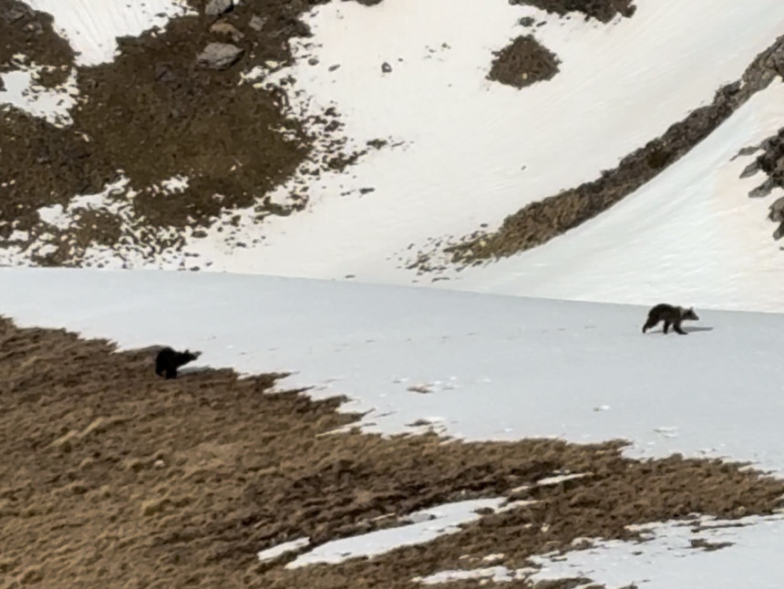 Мали медвједи снимљени на Црвњу код Невесиња