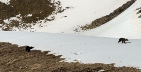 Mali medvjedi snimljeni na Crvnju kod Nevesinja