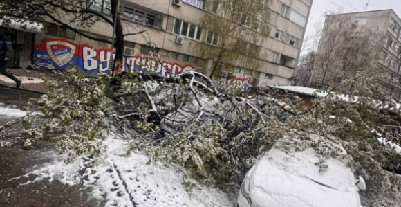 U Banjaluci palo drvo na parkirane automobile (FOTO)
