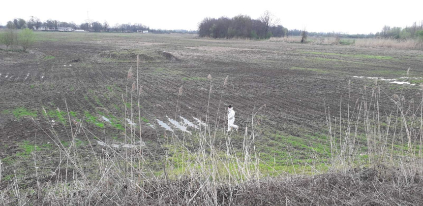 Ekološki alarm na Bardači: Pronađeni uginuli labudovi