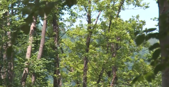 Ekokriminal kao najbrži put do pranja novca kroz nekretnine