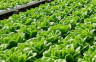 Revolucija u Kini: Na samo 100 kvadrata raste 50 tona salate