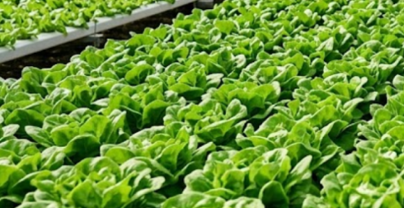 Revolucija u Kini: Na samo 100 kvadrata raste 50 tona salate