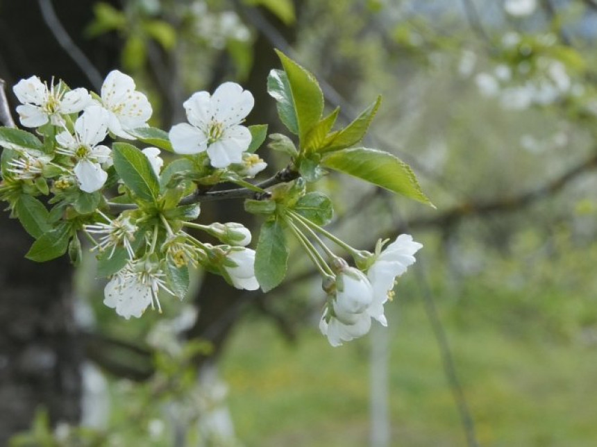 Tokom vikenda sunčano i toplo, uz malu oblačnost