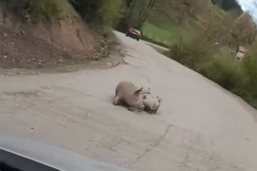 Na putu Foča - Šćepan Polje oprasila se krmača