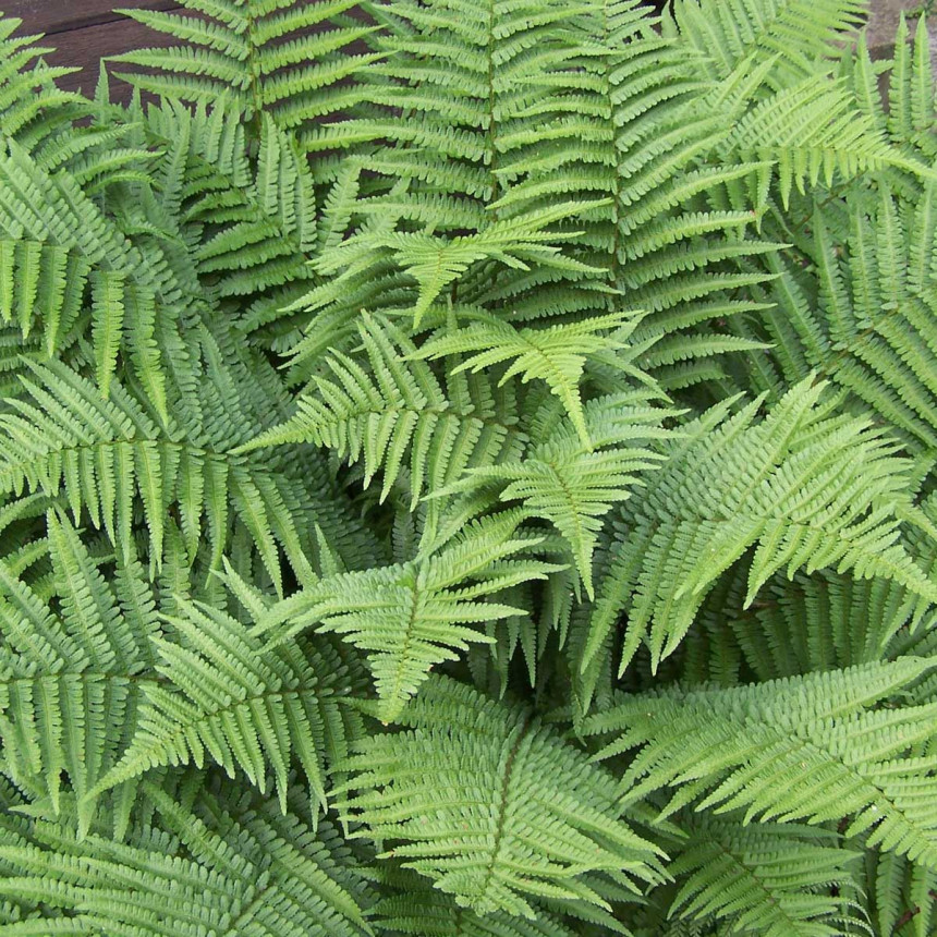 Pet sobnih biljaka koje ljeti hlade kao klima uređaj