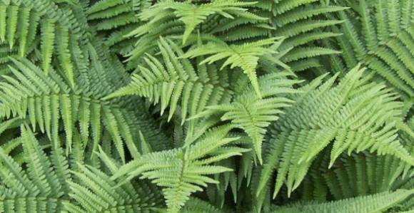 Pet sobnih biljaka koje ljeti hlade kao klima uređaj