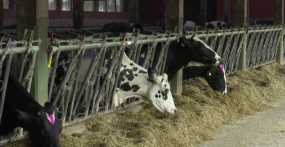 Мљекари у Српској на мукама: Све теже продају млијеко