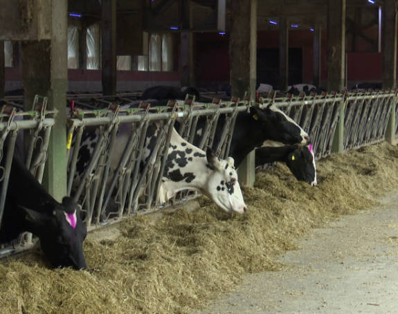 Mljekari u Srpskoj na mukama: Sve teže prodaju mlijeko
