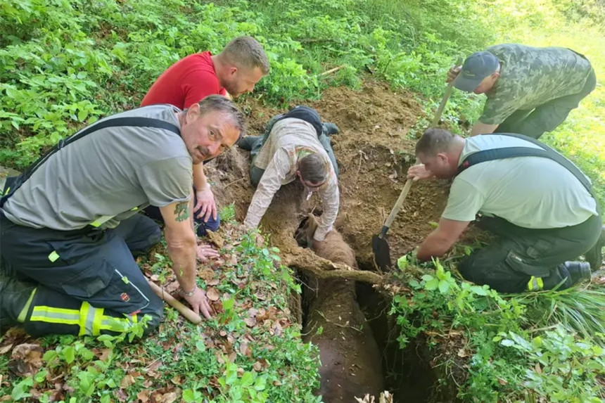 Драма у Хрватској: Кобила и власник упали у јаму