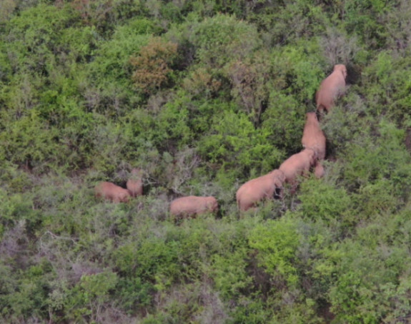 Američkog milionera pregazilo krdo slonova u Gabonu