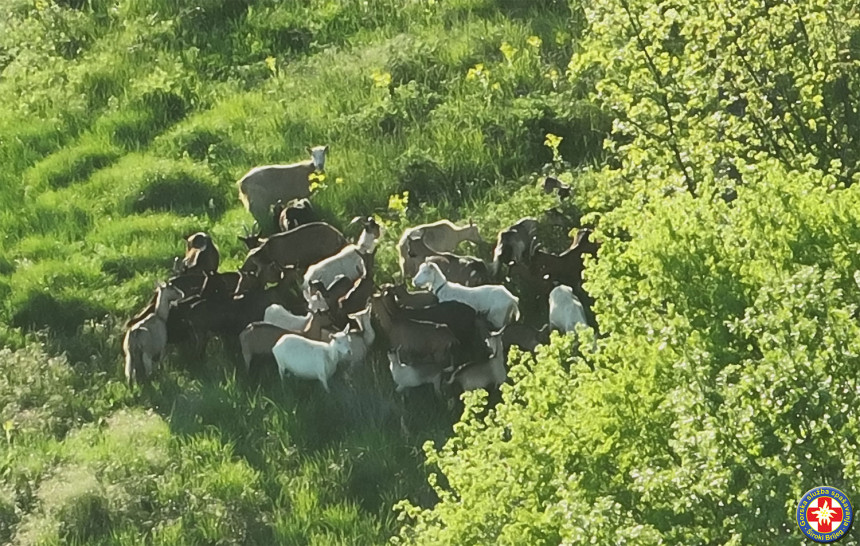 Изгубио стадо коза па звао ГСС, пронађено је дроном