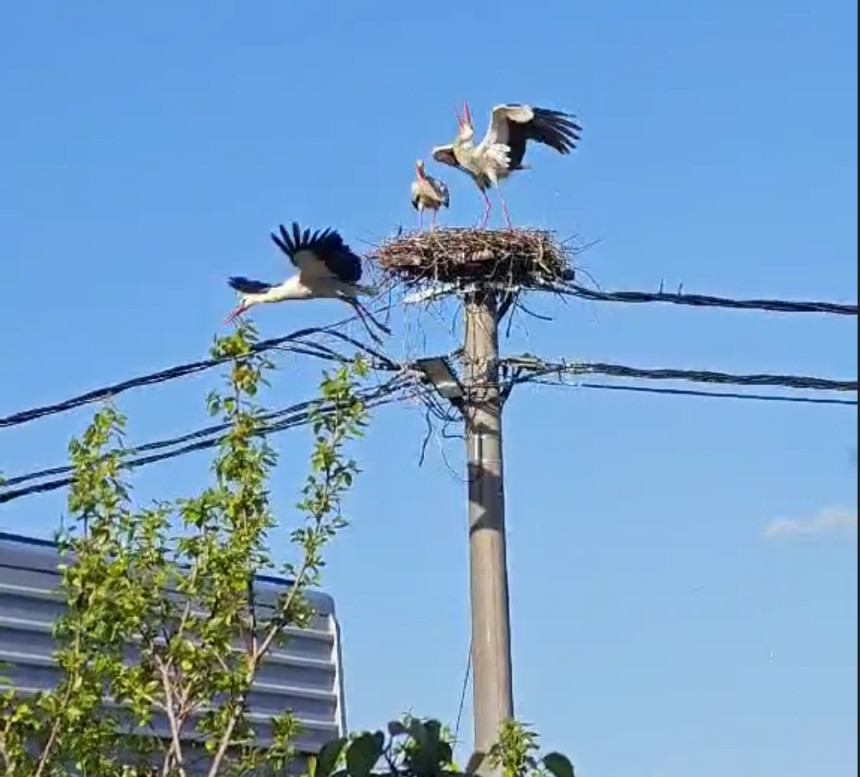 Бијељина: Кад се роде боре за "кров над главом" (ВИДЕО)