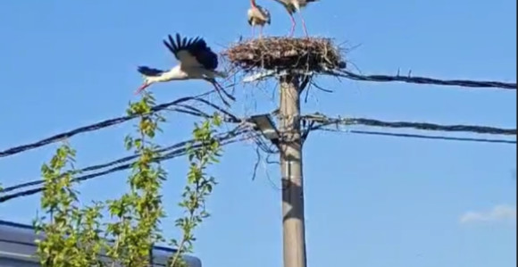 Бијељина: Кад се роде боре за "кров над главом" (ВИДЕО)