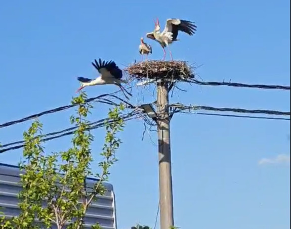 Бијељина: Кад се роде боре за "кров над главом" (ВИДЕО)
