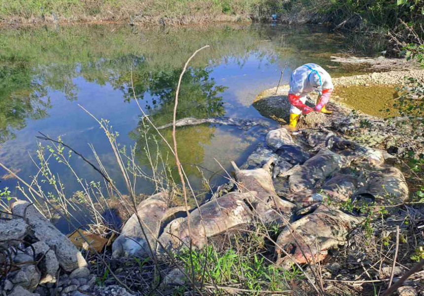 Na obali Drine pronađeno 10 uginulih svinja