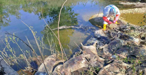 На обали Дрине пронађено 10 угинулих свиња