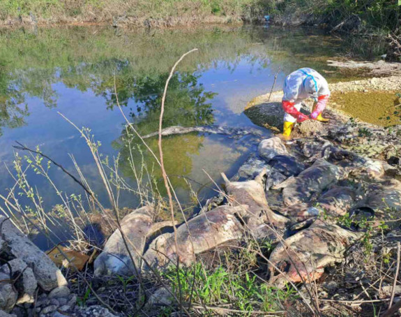 Na obali Drine pronađeno 10 uginulih svinja