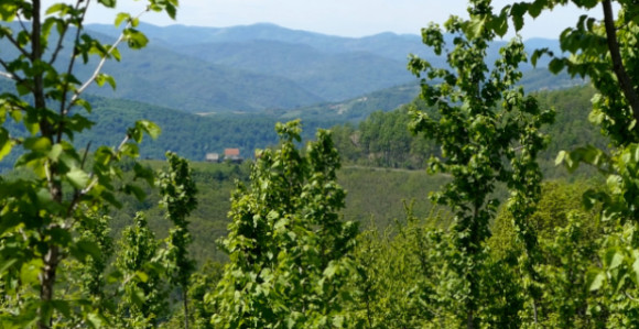 Odrekao se očevine pa kupio zemlju i sve zasadio voćem