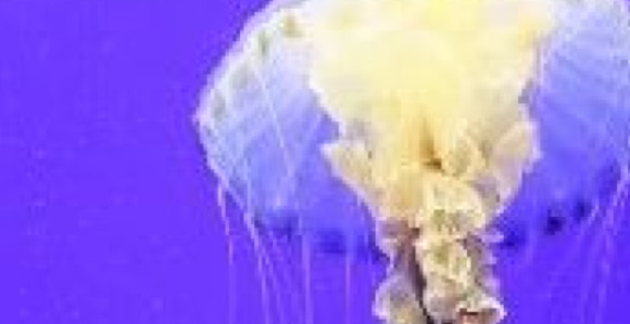 Upozorenje za kupače: More puno opasnih meduza
