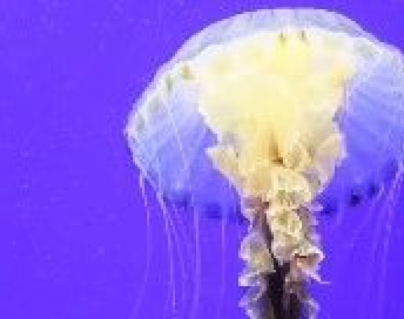 Upozorenje za kupače: More puno opasnih meduza