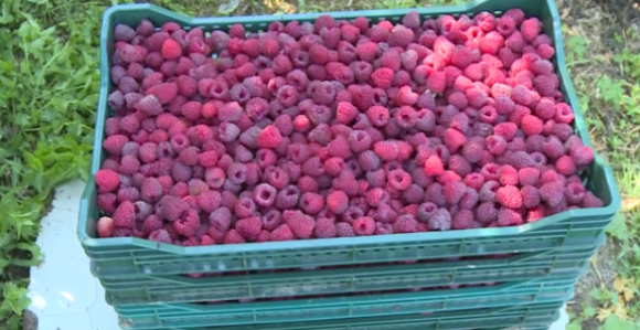 Malina dobro rodila, ali je cijena otkupa neizvjesna