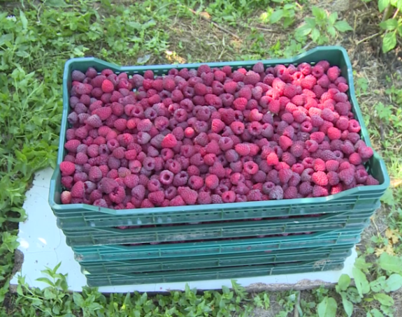 Malina dobro rodila, ali je cijena otkupa neizvjesna