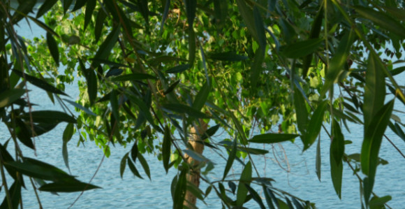 Sunce će da prži: Temperatura danas do 38 stepeni