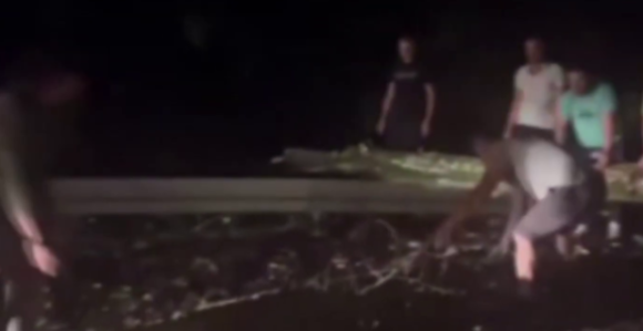 Идете на море? Може, али прво сами склоните дрво са пута (ВИДЕО)