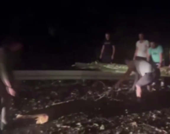 Idete na more? Može, ali prvo sami sklonite drvo sa puta (VIDEO)