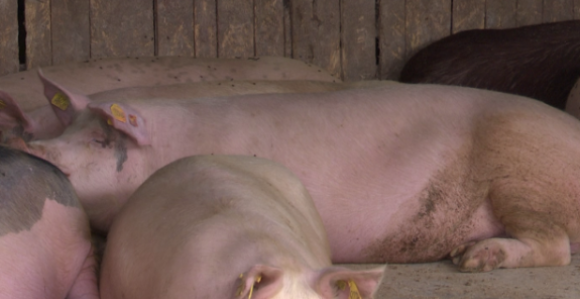 Afrička kuga svinja ponovo prijeti: Semberija strahuje
